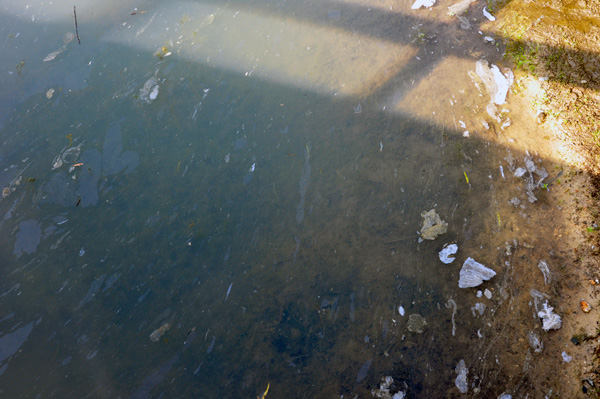 dirty pond