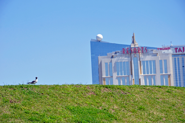 a bird on a hill