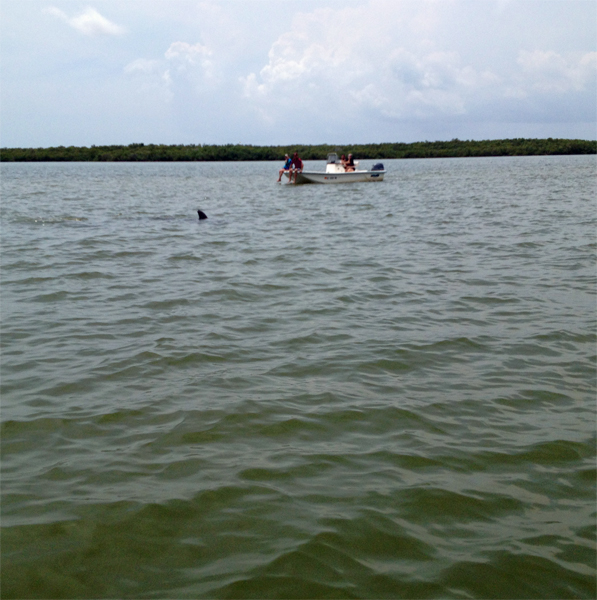 dolphins