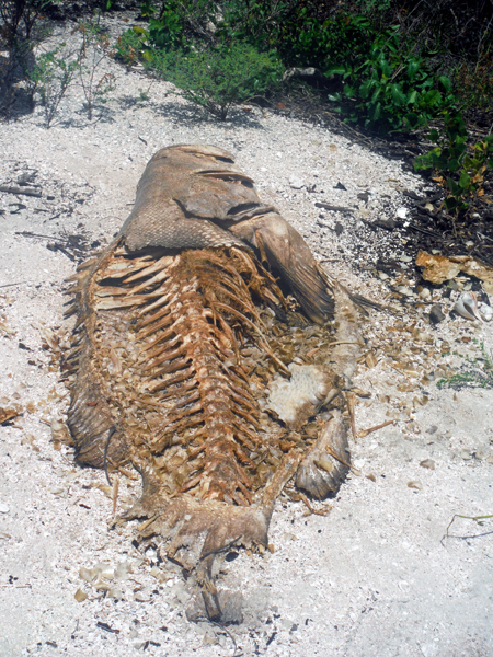 remains of a big fish
