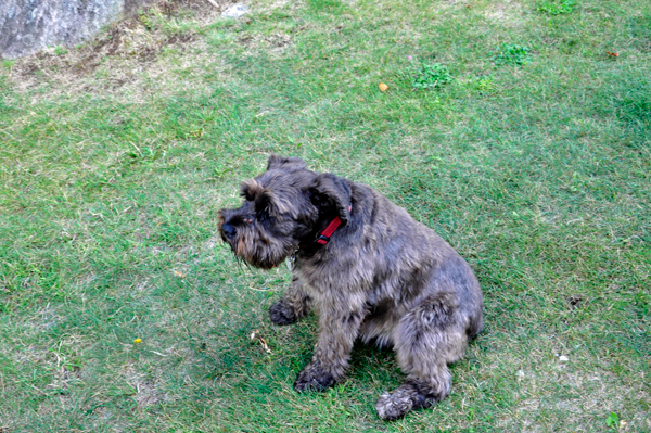 a jealous, barking  dog