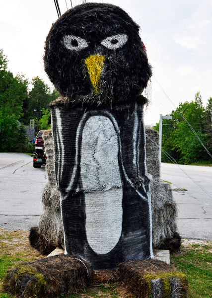 penguin haystack
