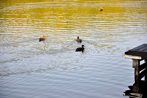 ducks on the pond