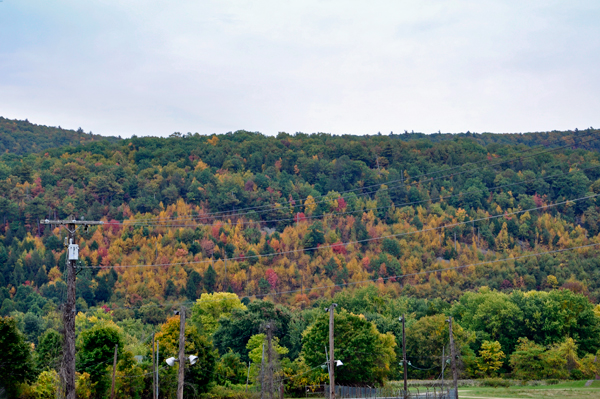 fall foliage
