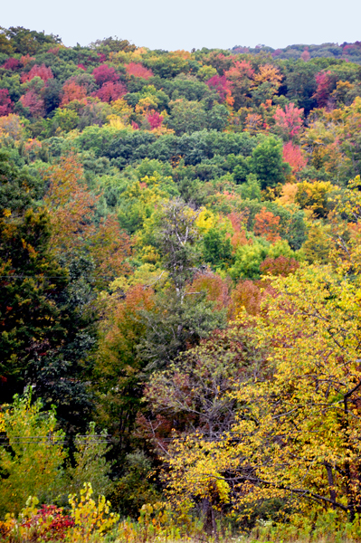 fall foliage on Jacob's Ladder Scenic Byway