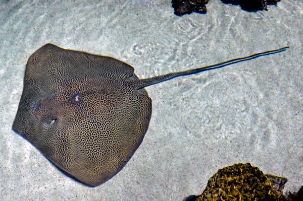 a really BIG stingray