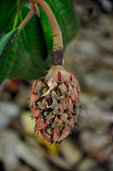 Southern Magnolia 
