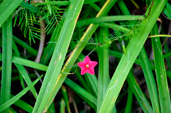 flower