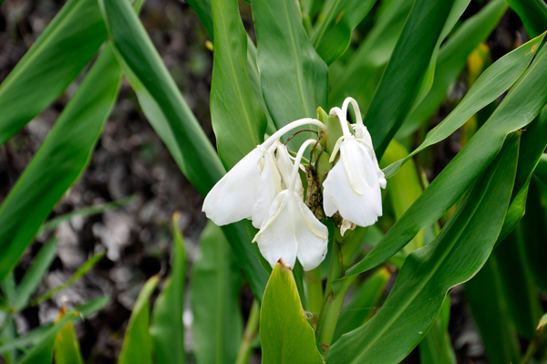 droopy flower