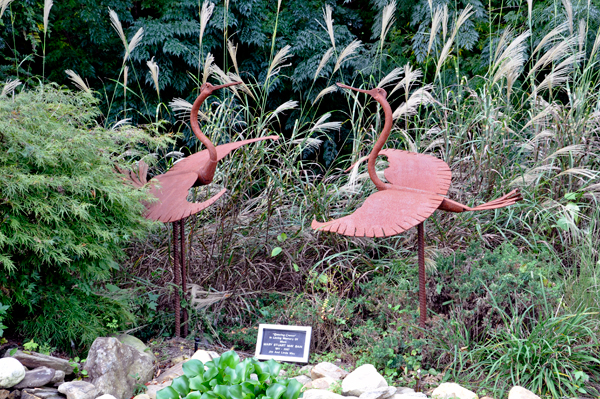 flamingos