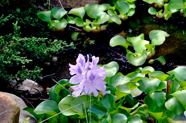 Lilly Pond flower