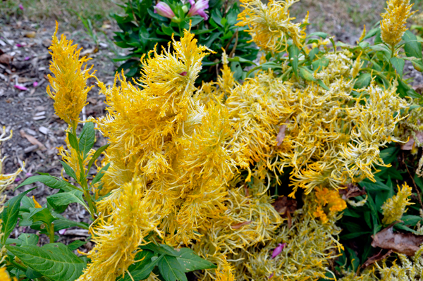 flowers