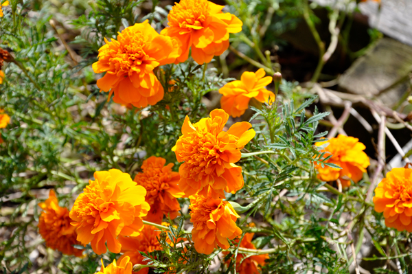 flowers