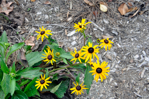 flowers
