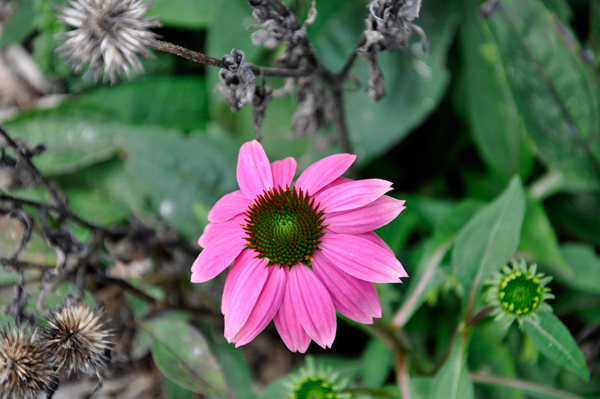 flower