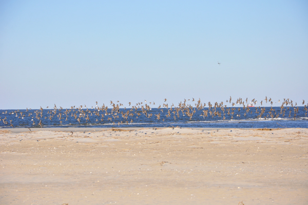 the ocean and birds