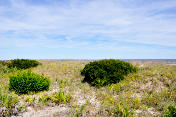 the dunes