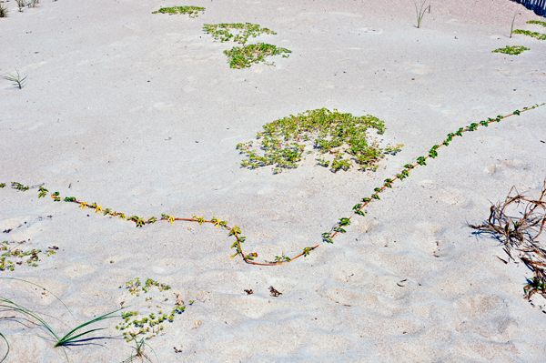 design in the sand dune 