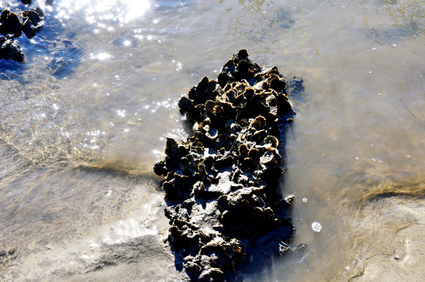 wild oyster shells