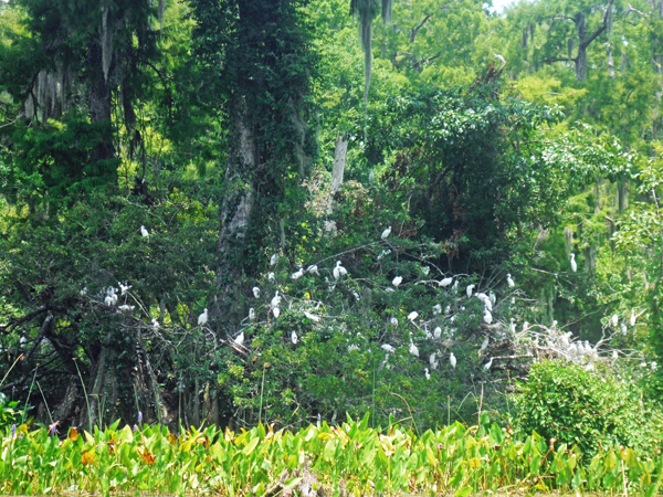 lots of birds
