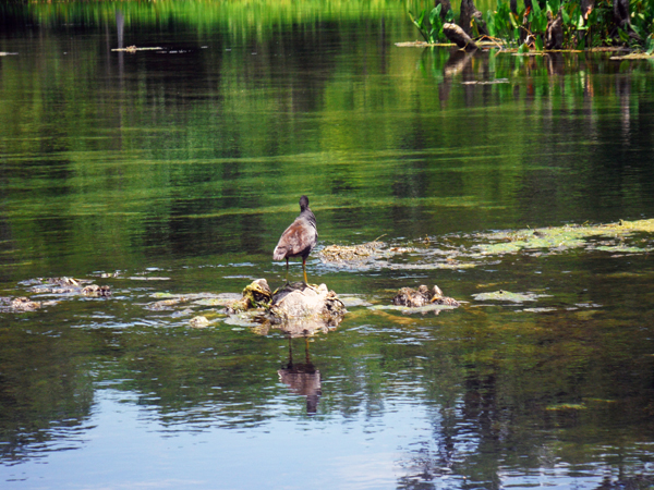bird