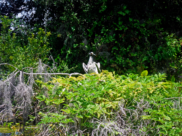 bird