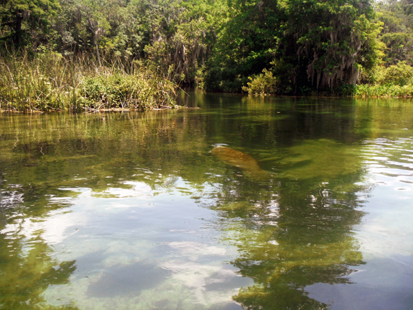 Manatee