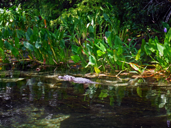 Alligator