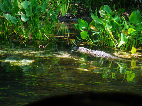 Alligator