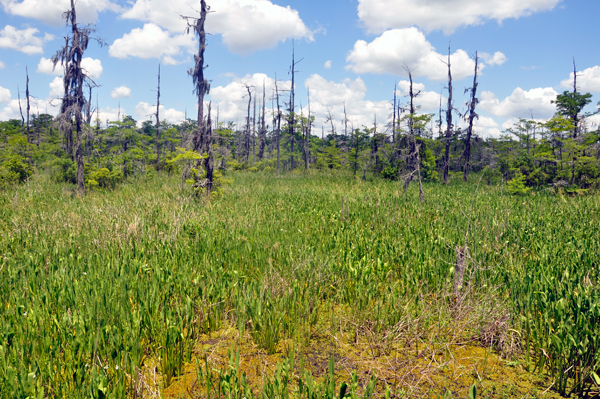 swamp