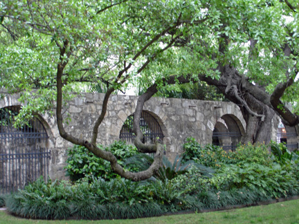 tree and walkway