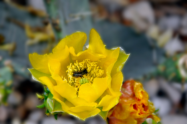 flower in the Cacti Garden