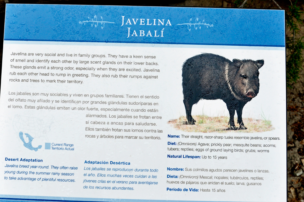 Javelina sign