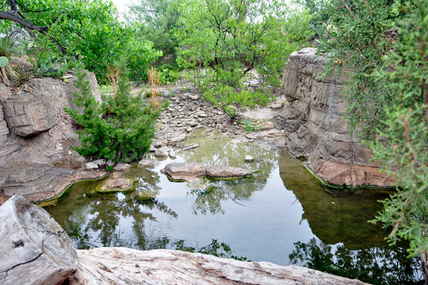 Javelina habitat