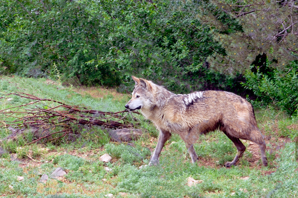 Mexican Wolf