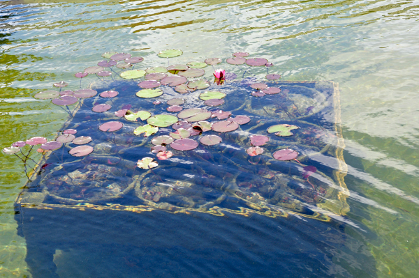 pond