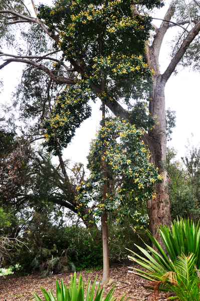 Eucalyptus tree