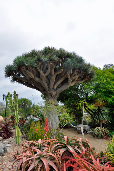 unlabeled tree