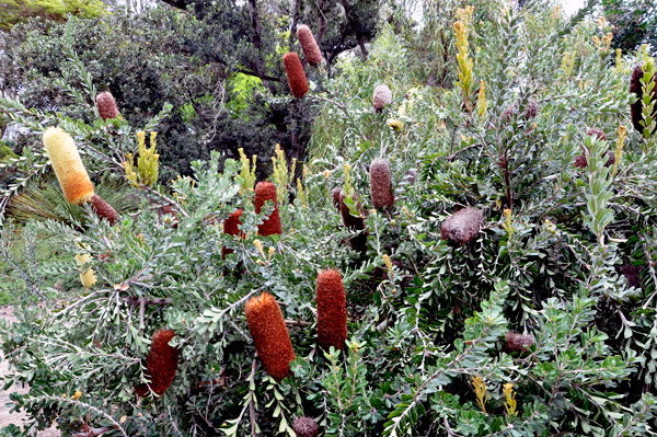 a very interesting plant.