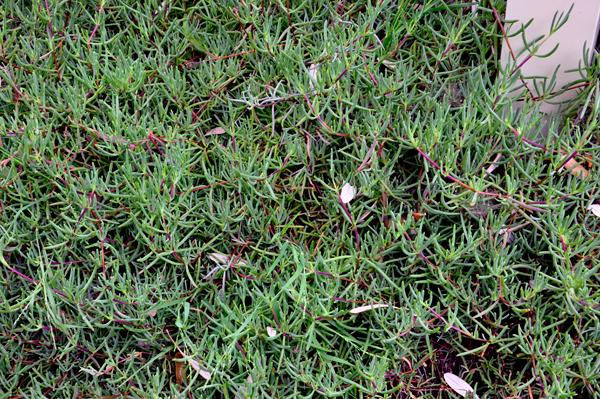 ice plants