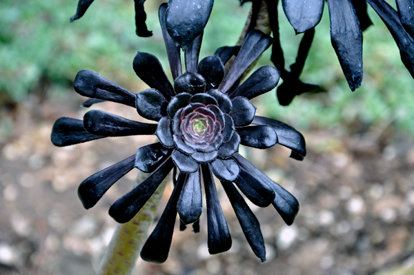 Africa plant