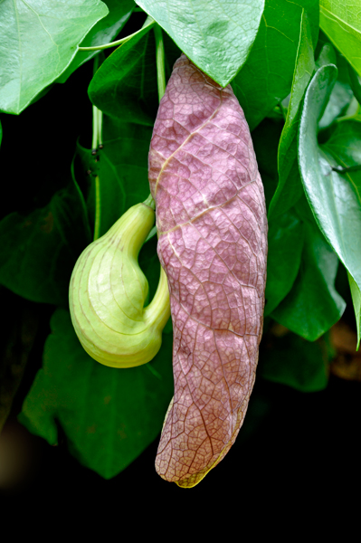 vine and flower