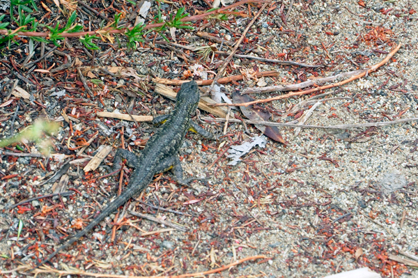 lizard