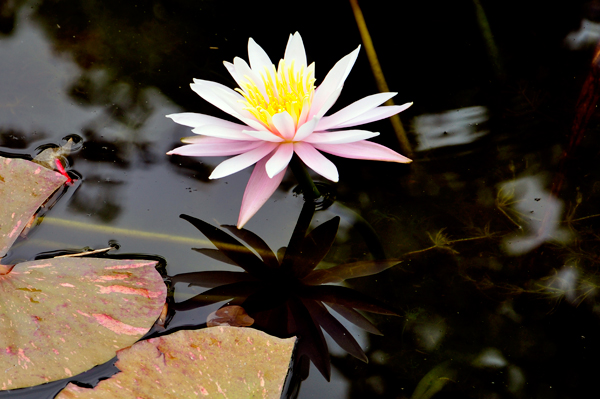 lily pond