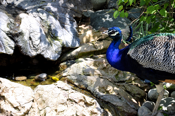 peacock