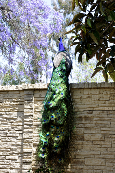 peacock