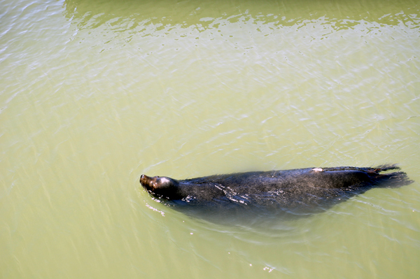 seal swimming