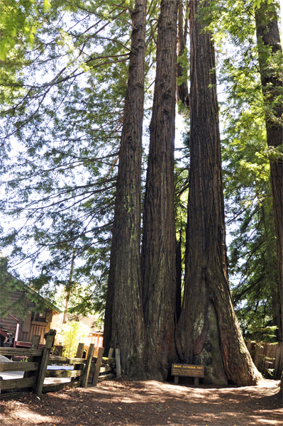 Shrine Cathedral Tree 