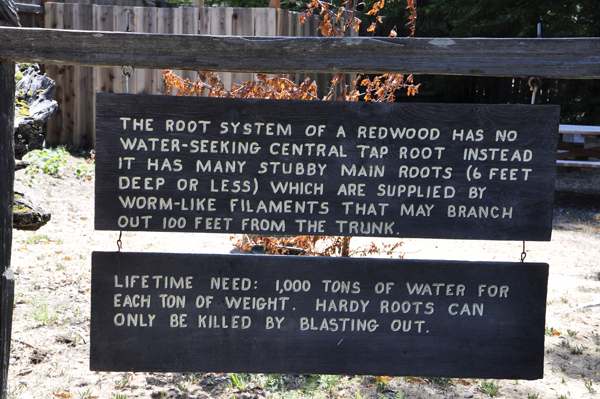 sign about Redwood roots