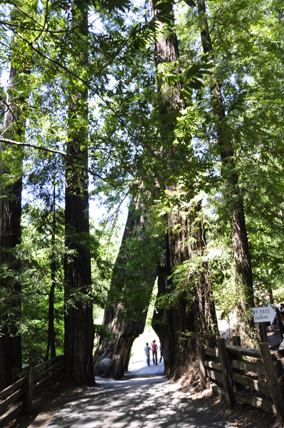 Shrine Drive-Thru Tree